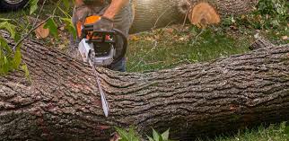 Best Aeration Services  in Faribault, MN